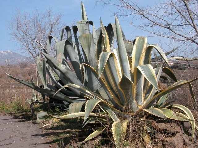 agave.jpg