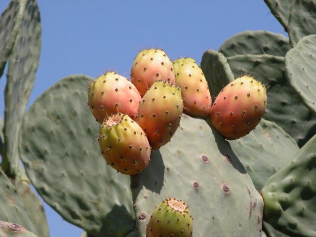 pricklypears2.jpg