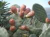 pricklypears_small.jpg